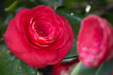 20130416_133231 Camelia.jpg